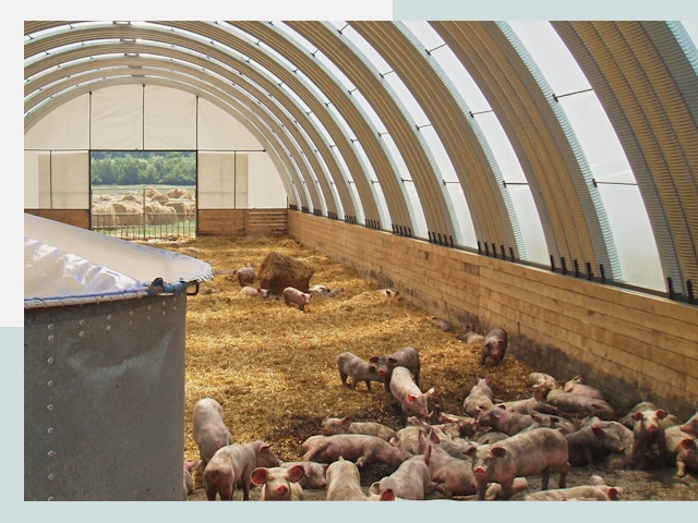 Строительство свинарников в Новочеркасске